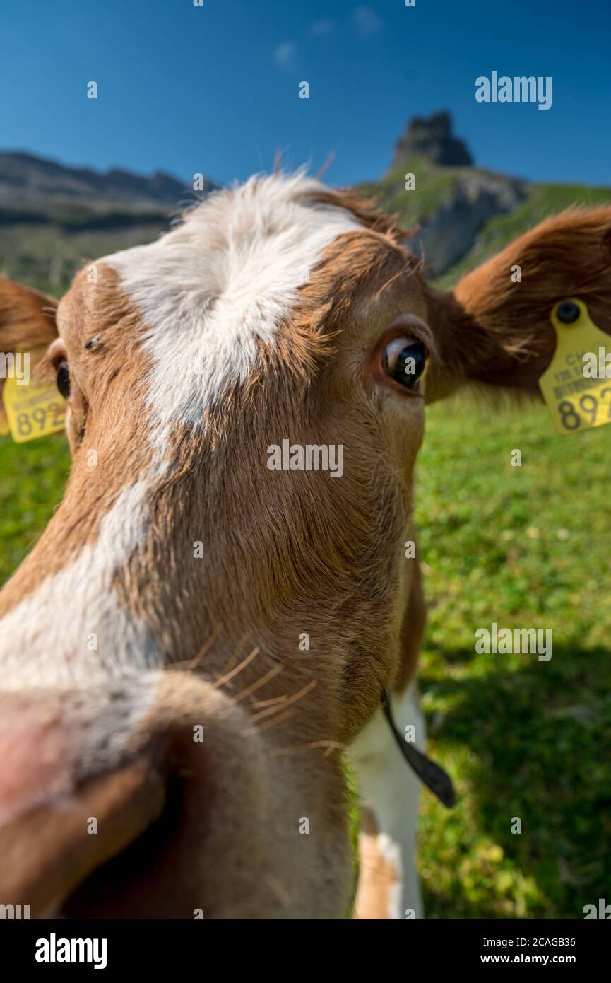 close-up of a funny cow on Alp Hohkien in Kiental, Berner Oberland Stock Photo