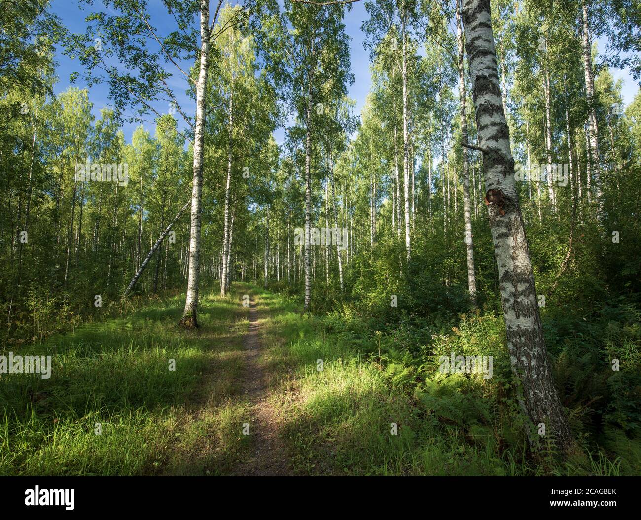 Footpath through thick green hi-res stock photography and images - Alamy