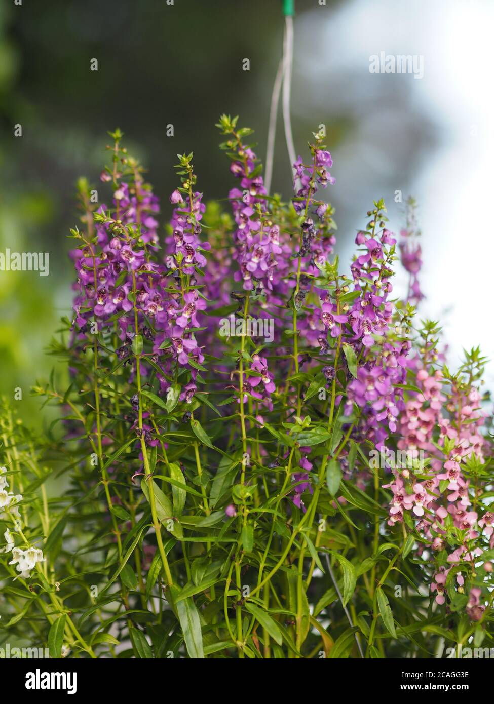 Forget me Not  Angelonia goyazensis Benth, Digitalis solicariifolia name purple flower blooming in green plastic pot hanging Stock Photo