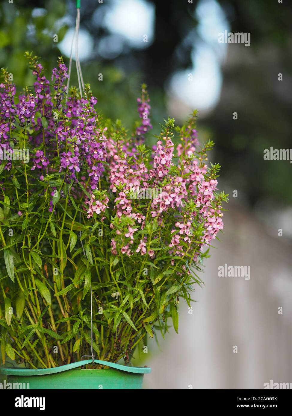 Forget me Not  Angelonia goyazensis Benth, Digitalis solicariifolia name purple flower blooming in green plastic pot hanging Stock Photo