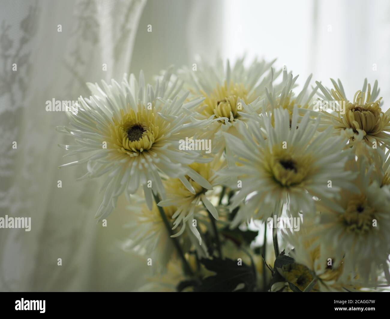 White Gerbera Flower beautiful bouquet in water glass colorful beautiful Stock Photo