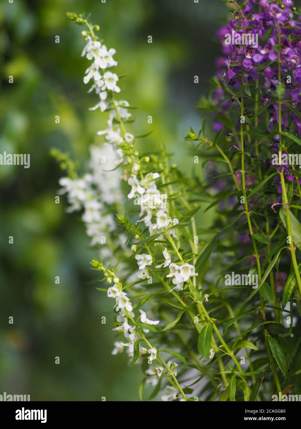 Forget me Not  Angelonia goyazensis Benth, Digitalis solicariifolia name white and purple flower blooming in green plastic pot hanging Stock Photo
