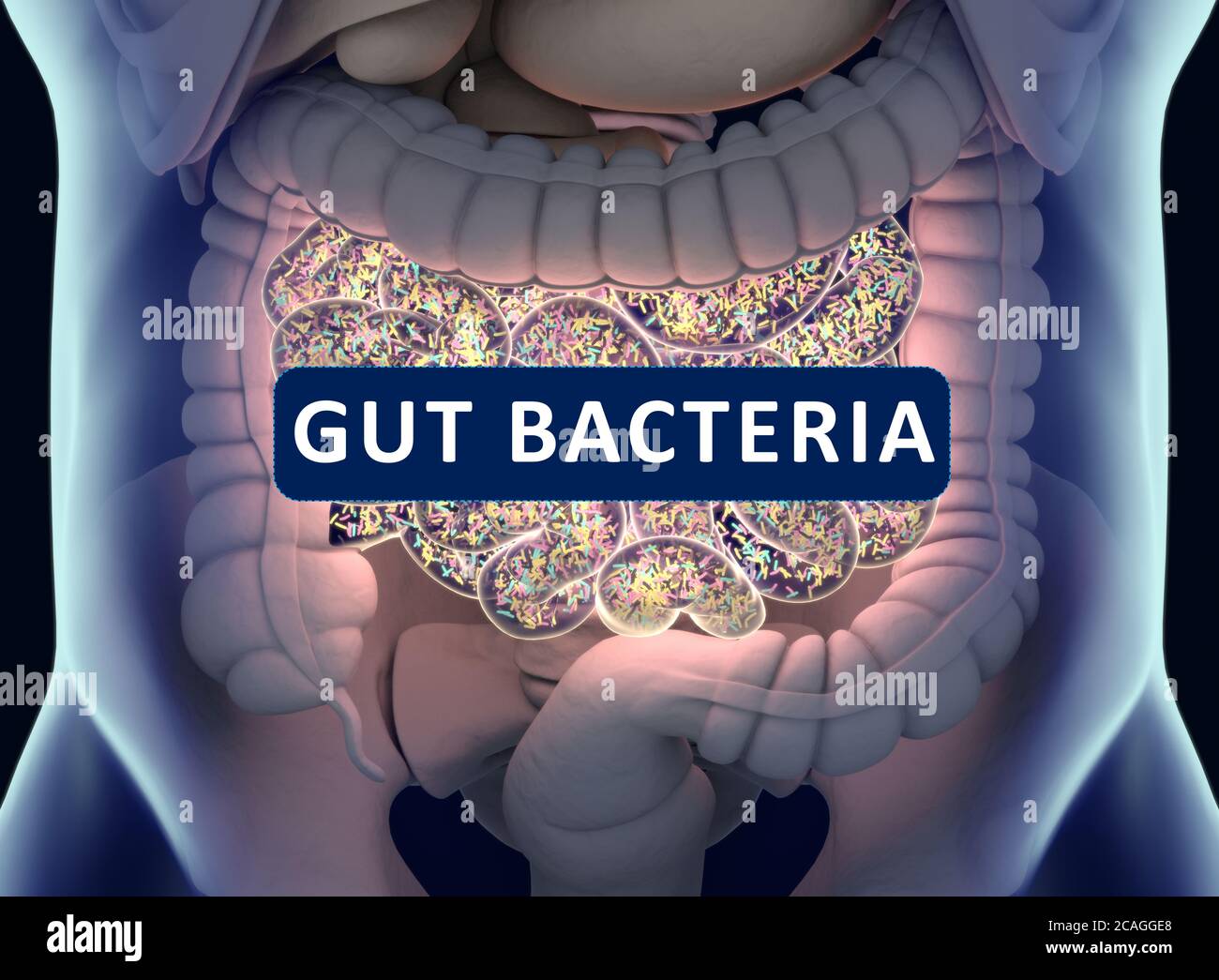 Gut bacteria , gut flora, microbiome. Bacteria inside the small