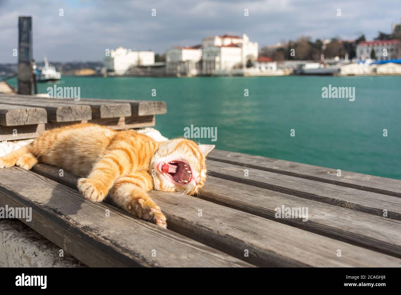 A red cat sleeps on a bench against the sea. Beautiful orange tabby cat with closed eyes. Concept of relaxation and relaxation by the sea. Stock Photo