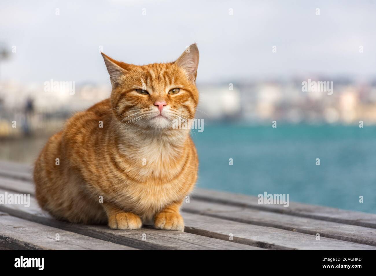 A red cat sits on the background of the sea and looks directly into the camera. A beautiful tabby cat with surprised eyes. Portrait of a young red kit Stock Photo