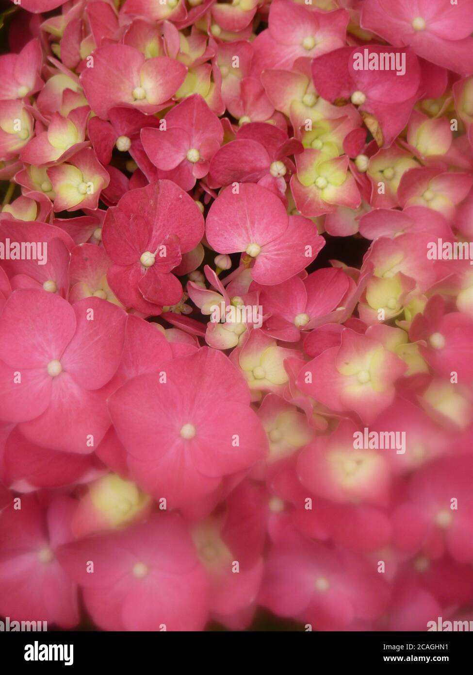 Closeup shot of beautiful pink hydrangea flowers blooming the garden ...