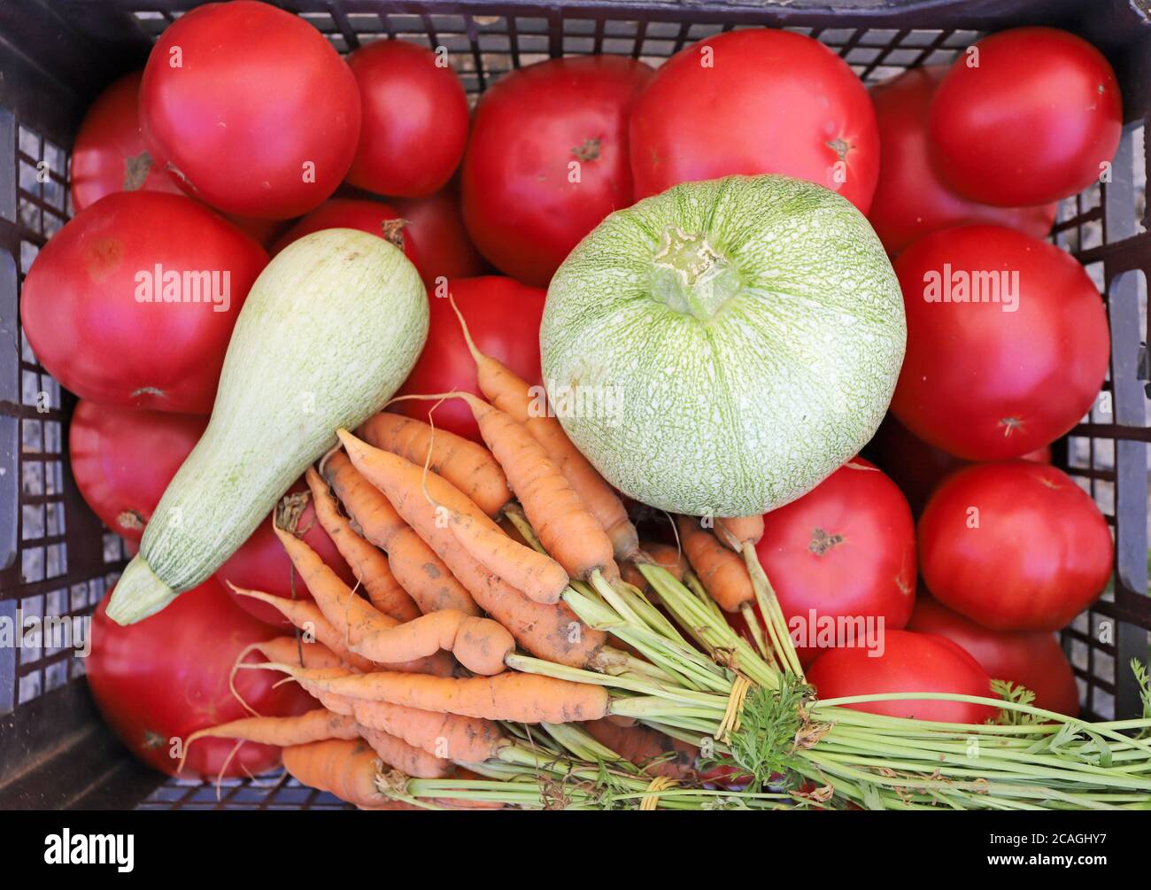 Green zucchini, carrots and tomatoes. Farm vegetables background. Stock Photo