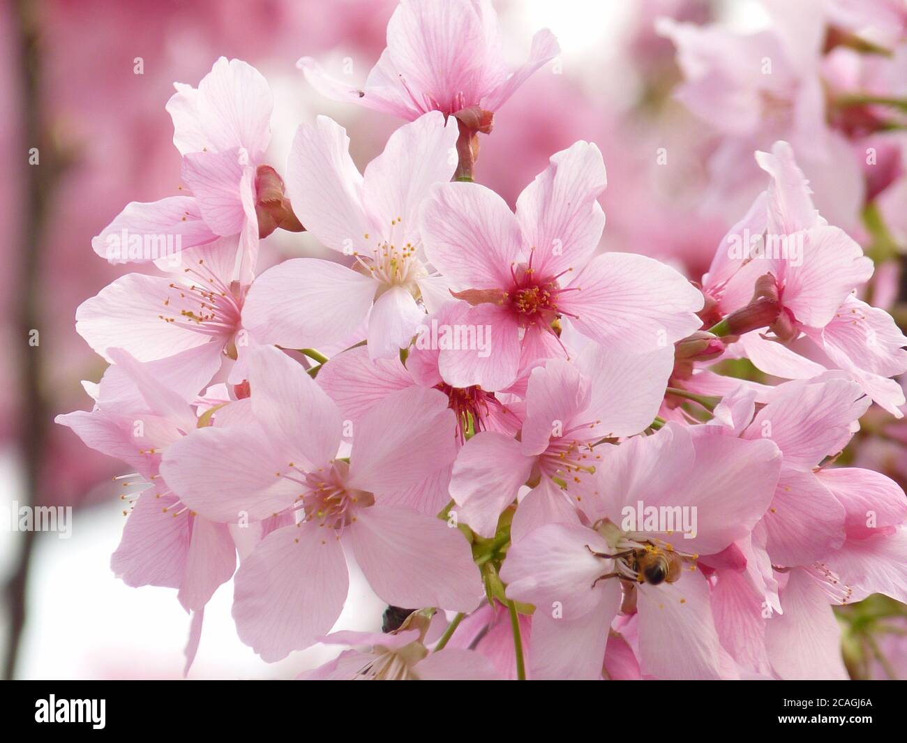View Pink Aesthetic Pictures Of Flowers Pics