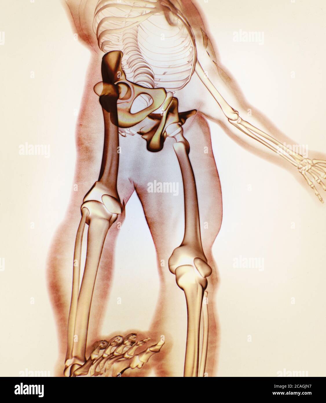 Illium bone, hip bone or pelvis. Human anatomy, bone skeletal structure xray. 3D illustration. Stock Photo