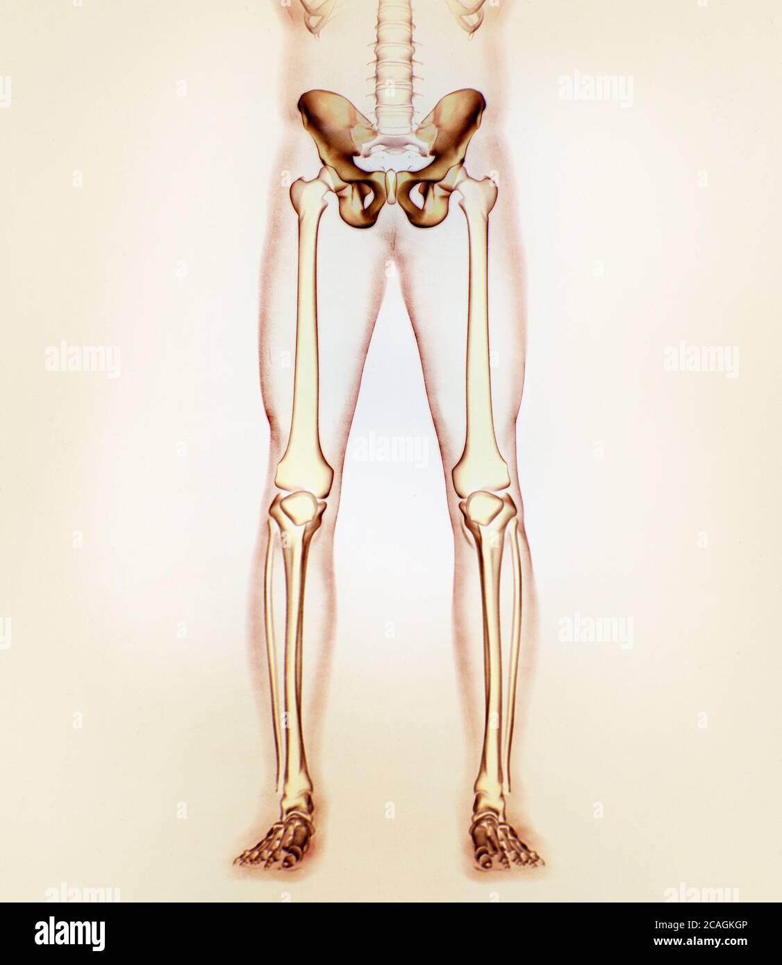 Illium bone, hip bone or pelvis. Human anatomy, bone skeletal structure xray. 3D illustration. Stock Photo