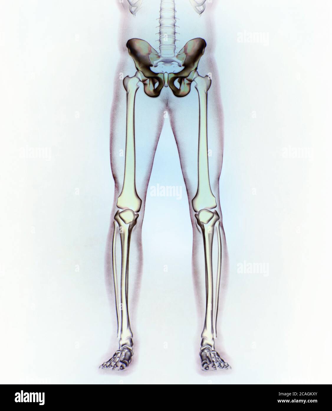 Illium bone, hip bone or pelvis. Human anatomy, bone skeletal structure xray. 3D illustration. Stock Photo