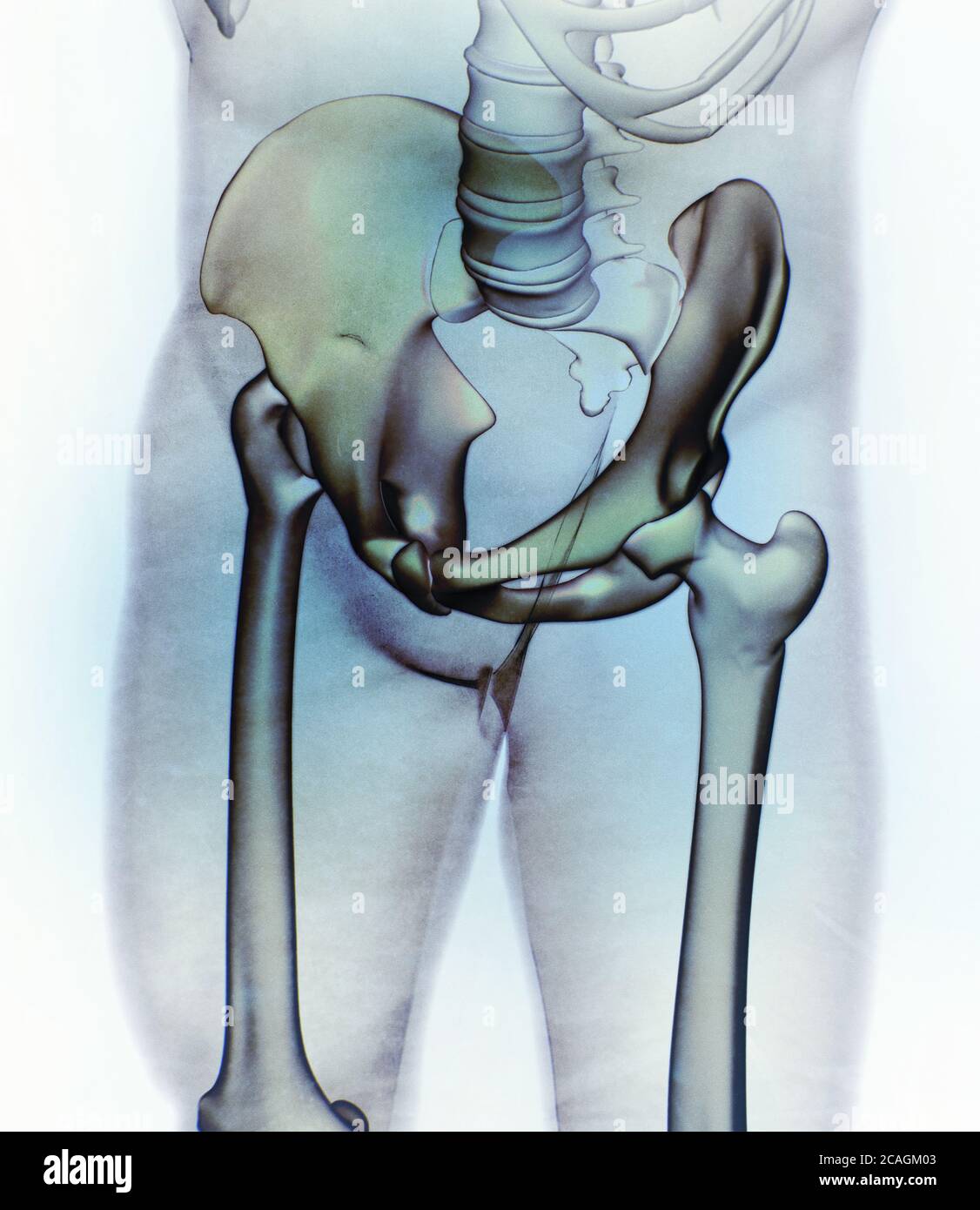 Illium bone, hip bone or pelvis. Human anatomy, bone skeletal structure xray. 3D illustration. Stock Photo