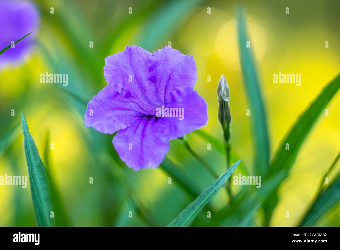 Ruellia simplex, the Mexican petunia, Mexican bluebell or Britton's wild petunia, flowering plant. Floral wallpaper. Selective focus. Purple flower cl Stock Photo