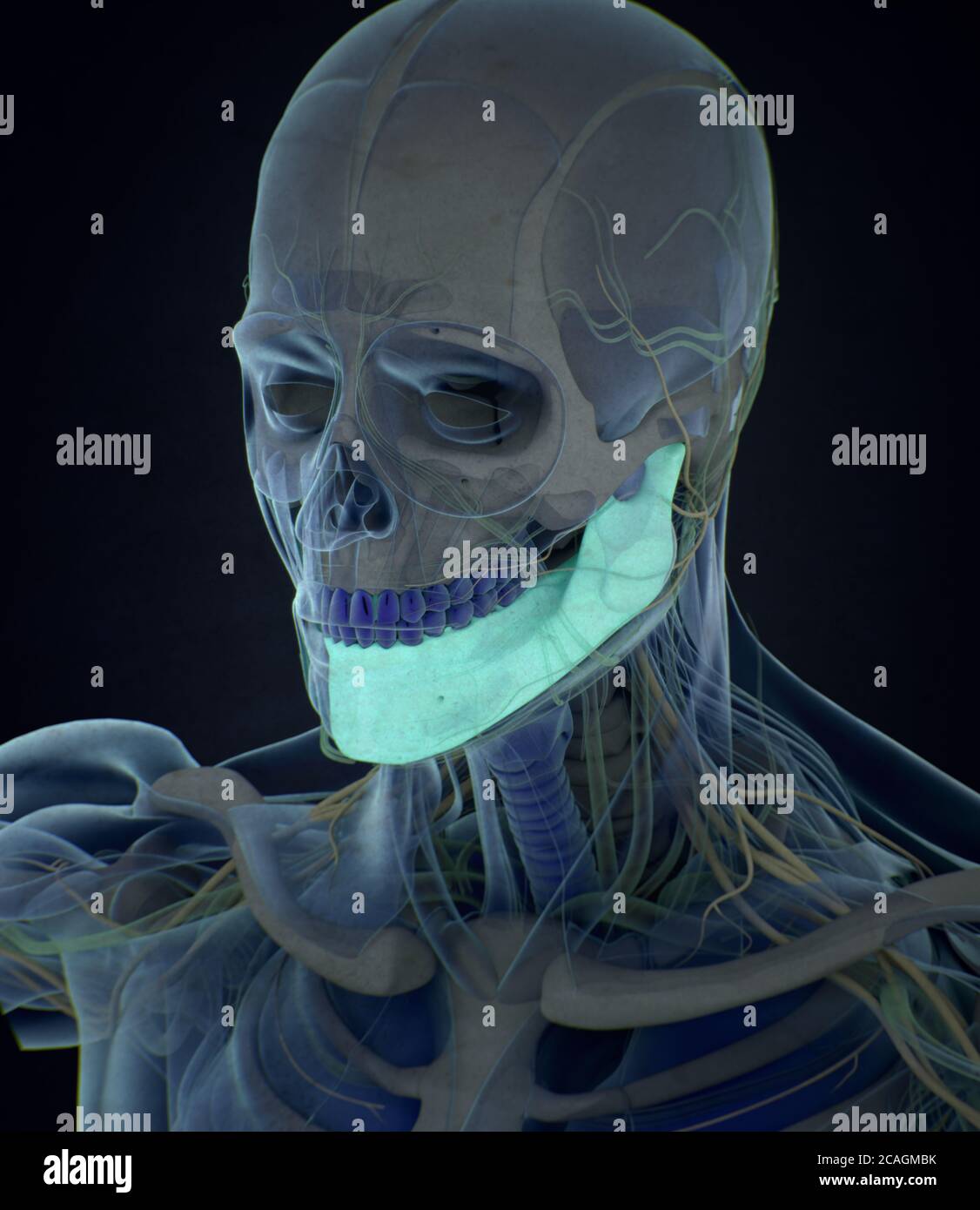 Anatomy illustration of human mandible, jaw bone inside body. 3D illustration Stock Photo Alamy