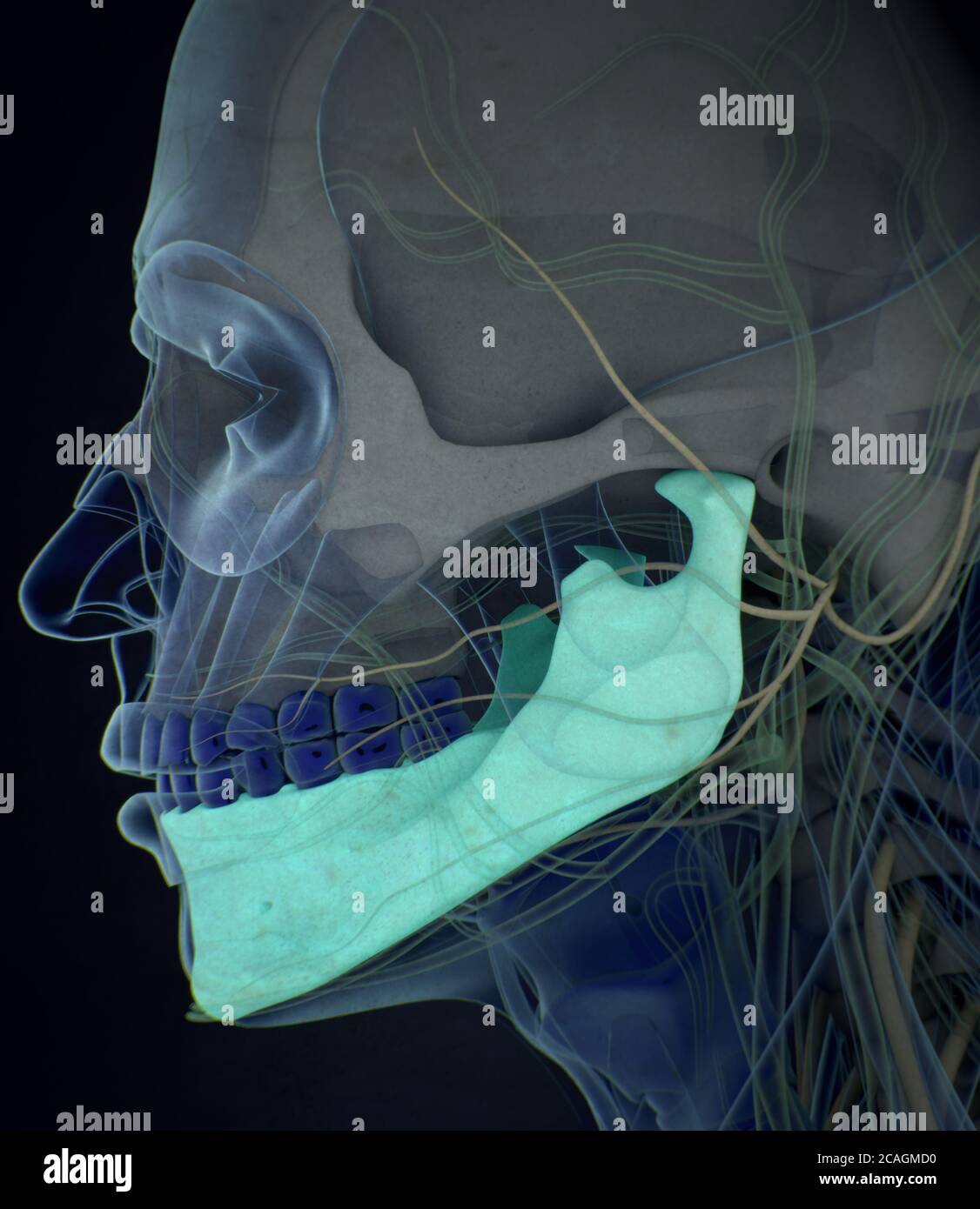 Anatomy illustration of human mandible, jaw bone inside body. 3D illustration Stock Photo Alamy