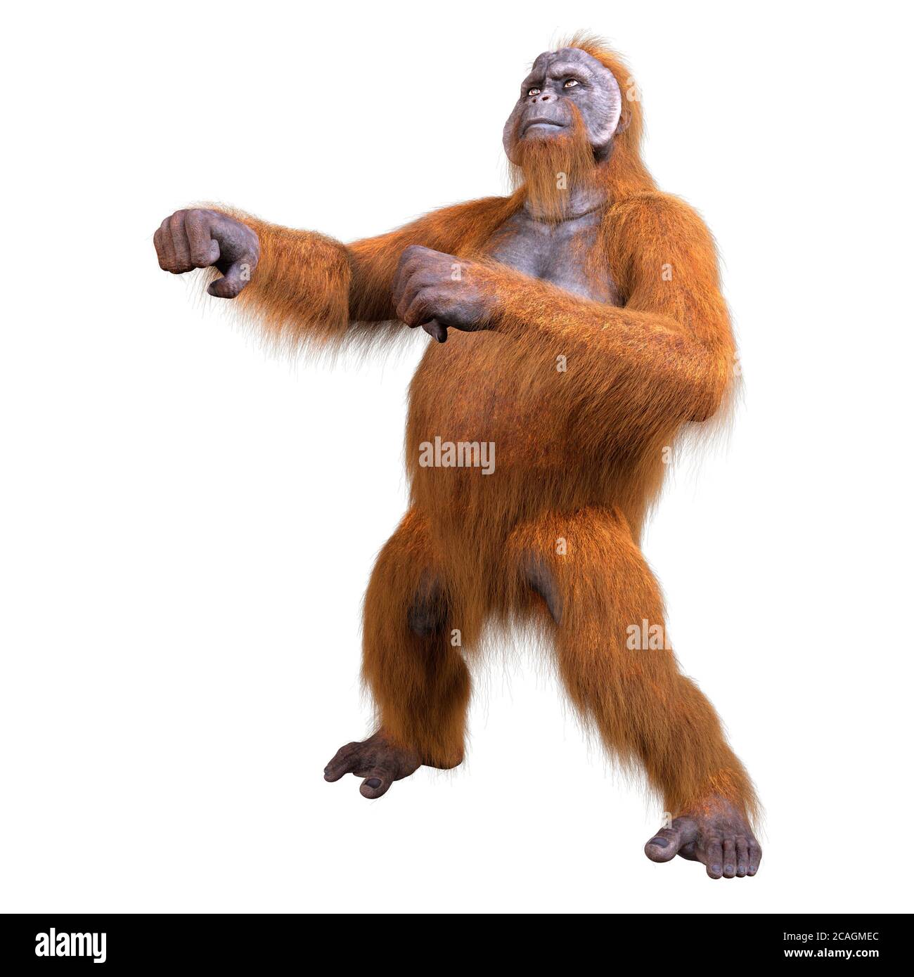 Page 3 Orange Utang High Resolution Stock Photography And Images Alamy<script async src=