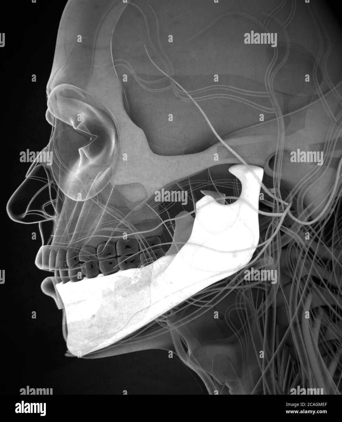 Ramus Of Mandible High Resolution Stock Photography and Images - Alamy