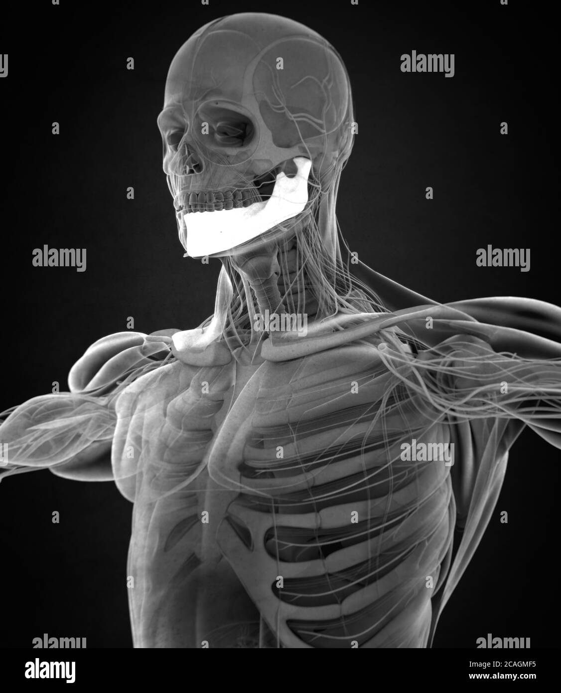 Anatomy illustration of human mandible, jaw bone inside body. 3D illustration Stock Photo Alamy