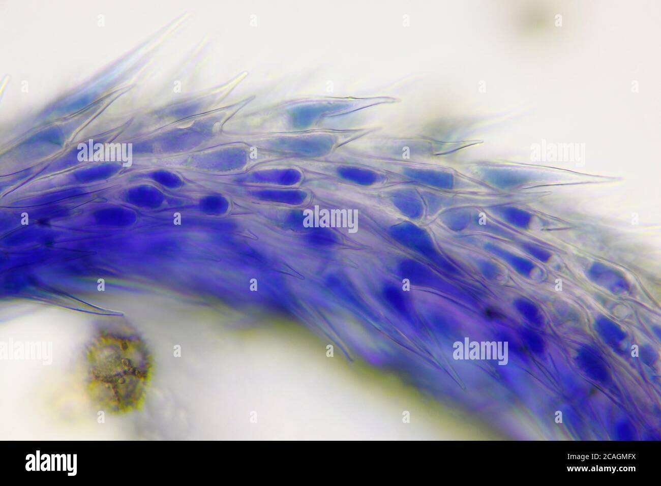 Microscopic view of a Common chicory (Cichorium intybus) flower stigma detail. Brightfield illumination. Stock Photo