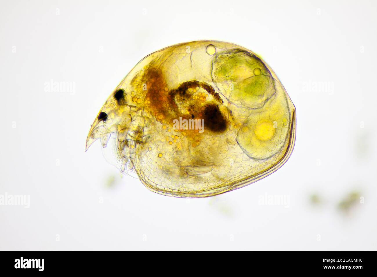 Microscopic view of a water flea (Alona quadrangularis) with visible eggs. Brightfield illumination. Stock Photo