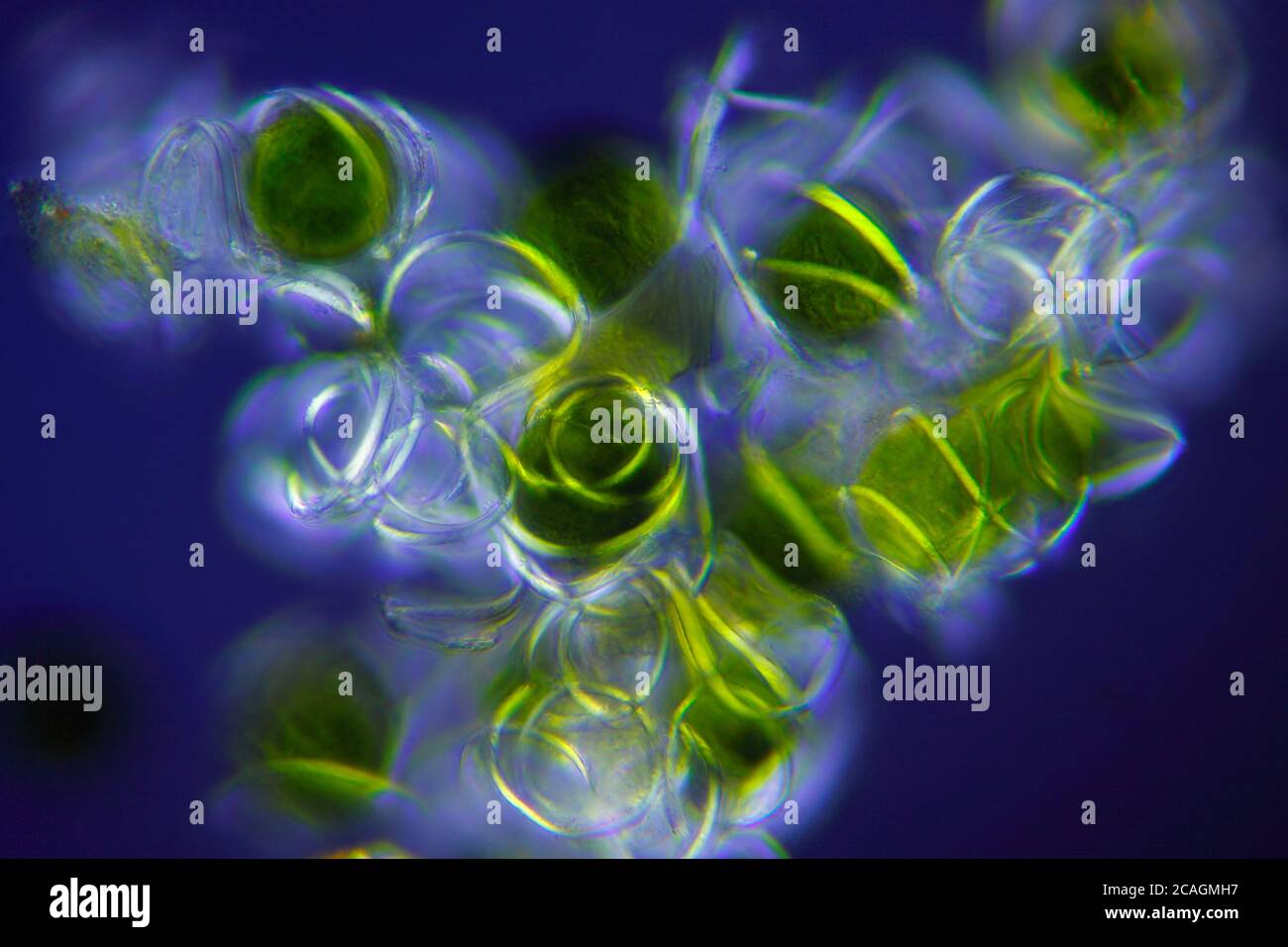 Microscopic view of a Horsetail (Equisetum arvense) spores with elaters. Polarized light with crossed polarizers. Stock Photo