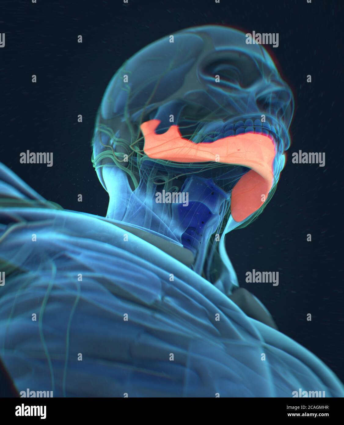 Anatomy illustration of human mandible, jaw bone inside body. 3D ...
