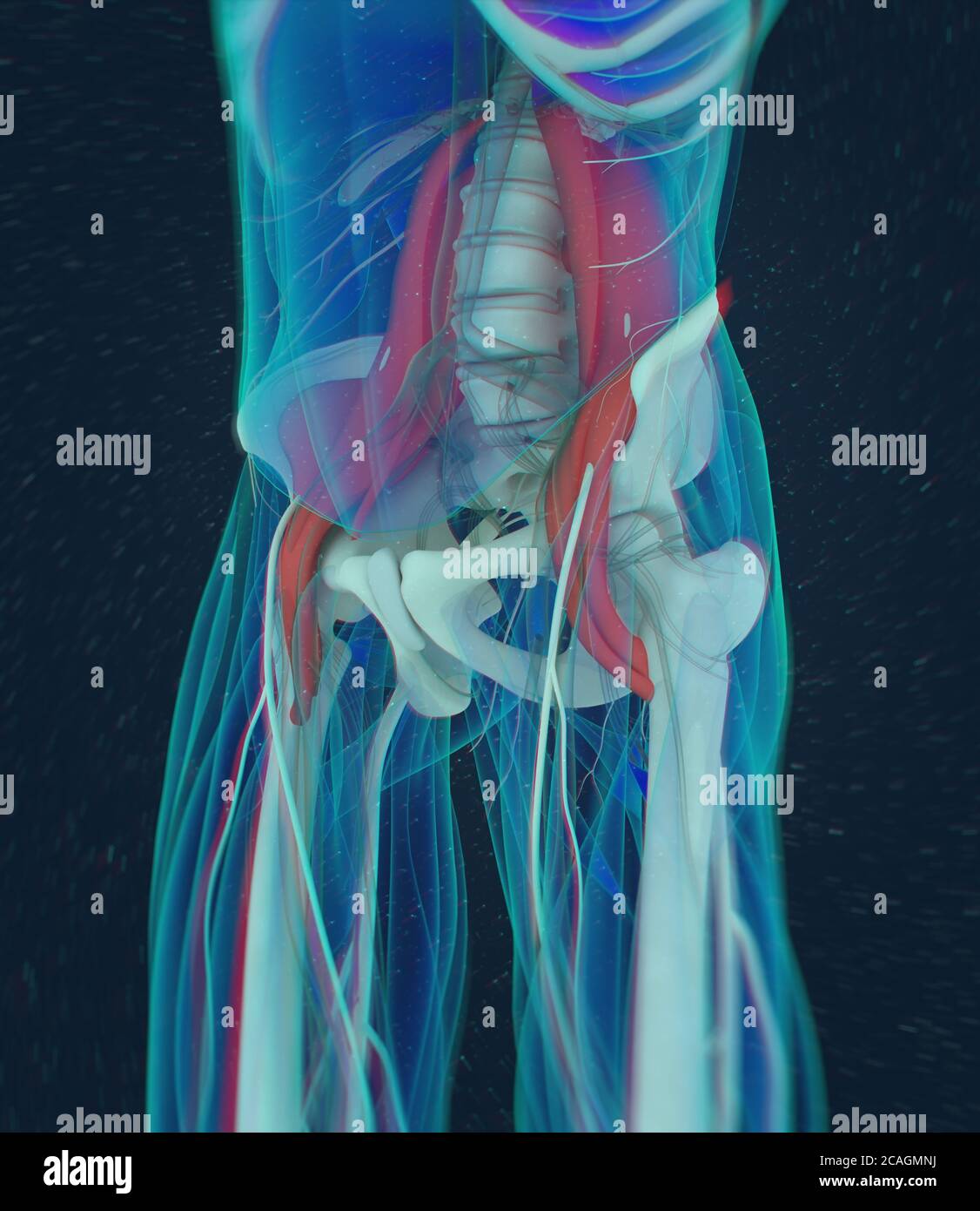 psoas muscle and kidney