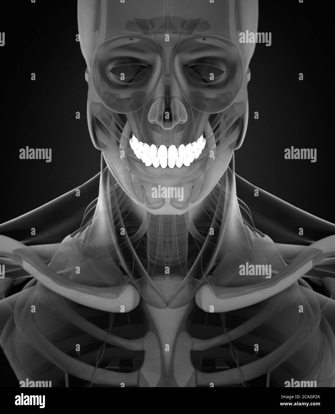 Teeth, xray, human anatomy dental. 3d illustration Stock Photo Alamy