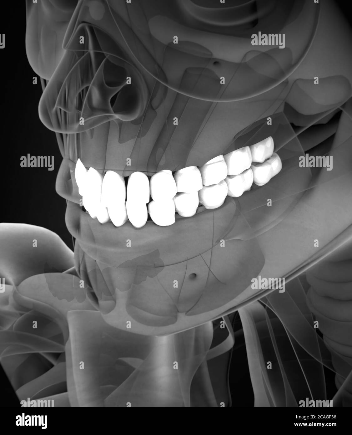 Teeth, xray, human anatomy dental. 3d illustration Stock Photo Alamy