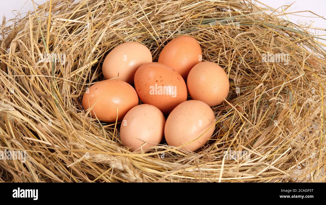 group of fresh brown chicken eggs in hay, chicken nest Stock Photo - Alamy