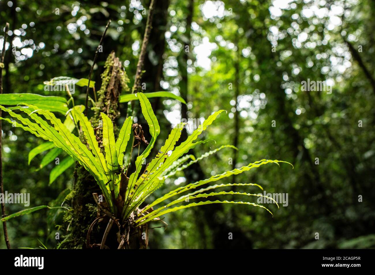 Epiphite plant, Campyloneurum sp., Polypodiaceae, Santa Elena Biological Reserve, Costa Rica, Centroamerica Stock Photo