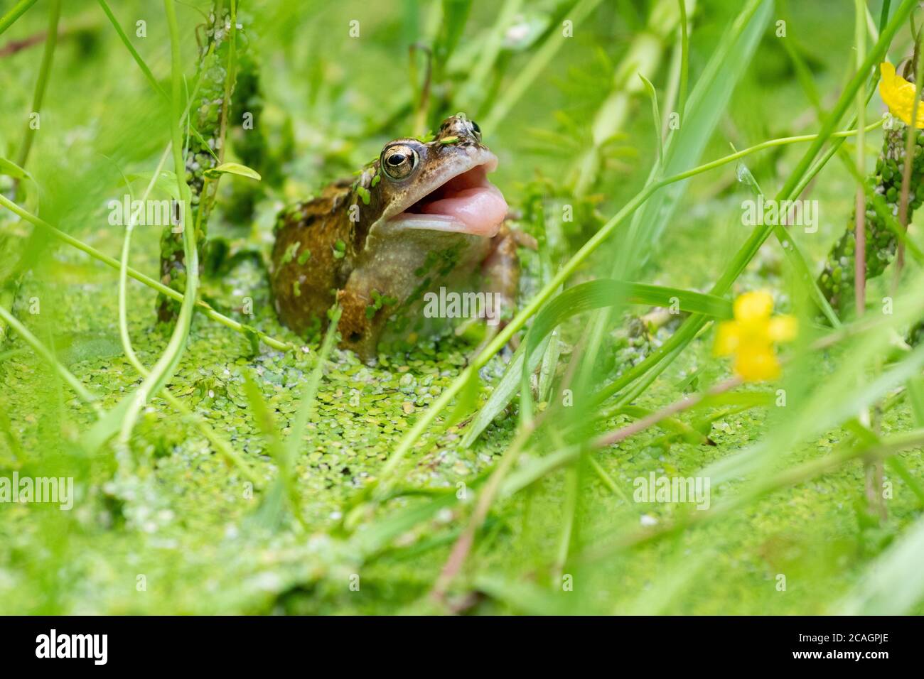 Common frog (Rana temporaria) sitting in garden wildlife pond waiting for insects to pass covered in duckweed with mouth open, Scotland, UK Stock Photo