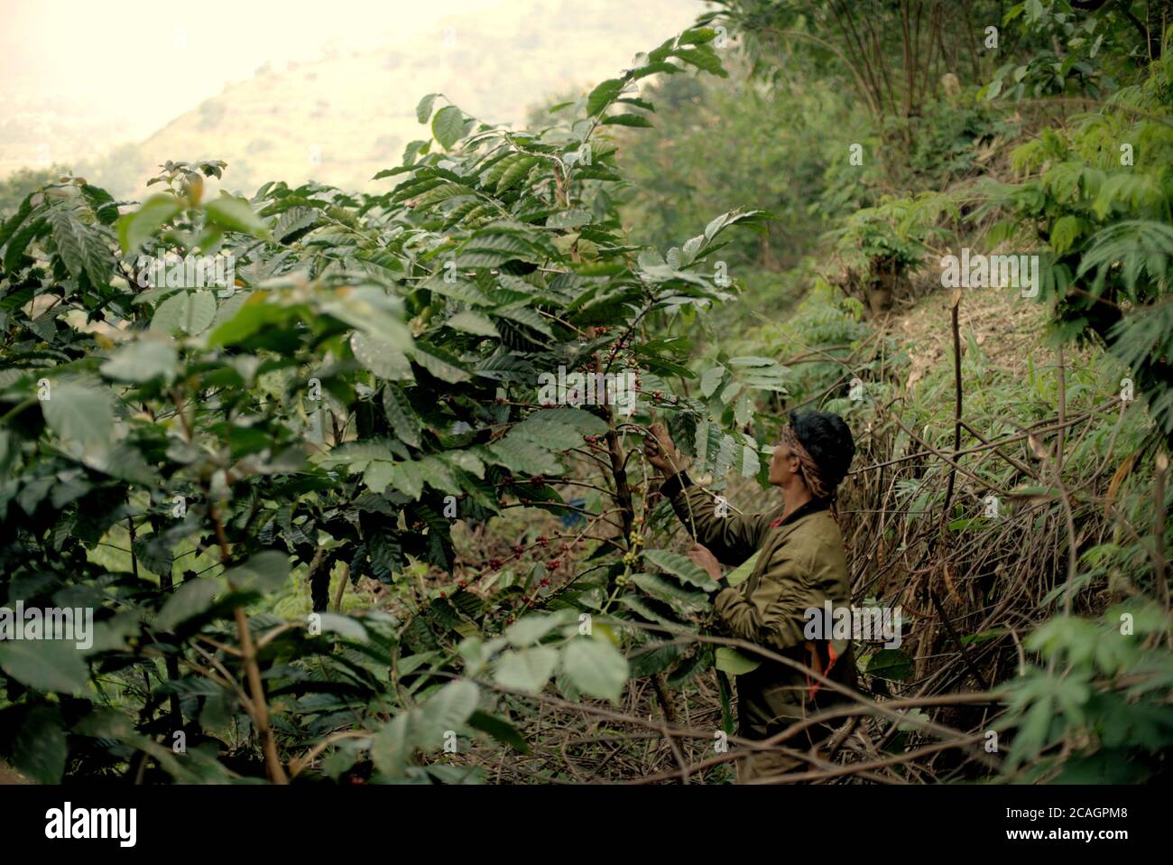 Cianjur, Indonesia. 7th Aug, 2020. Coffee farmers picking robusta coffee cherries at a hillside farm in Ciputri village, Cianjur regency, West Java, Indonesia. 'Robusta is priced lower compared with arabica variety, but it's time now to pick robusta,' says Dudu Duroni (pictured), as he is working with his wife. Farmers in the area form a local farmers organization, besides establishing a long-term contract with a coffee processing industry to ensure they will get stable selling prices for both robusta and arabica cherries. 'It helps whenever coffee price is going down outside,' says Dudu. Stock Photo