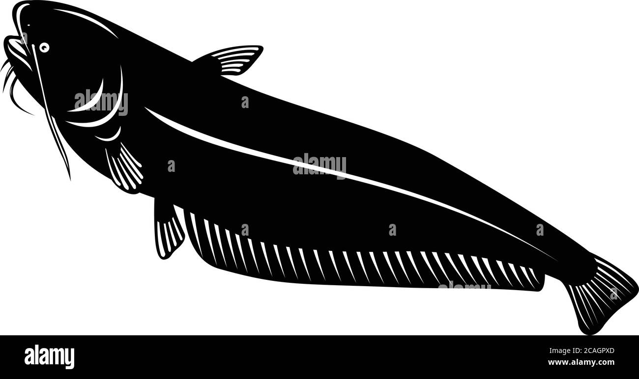 Retro woodcut style illustration of a wels catfish or sheatfish, a species of large catfish native to central, southern, and eastern Europe, going up Stock Vector