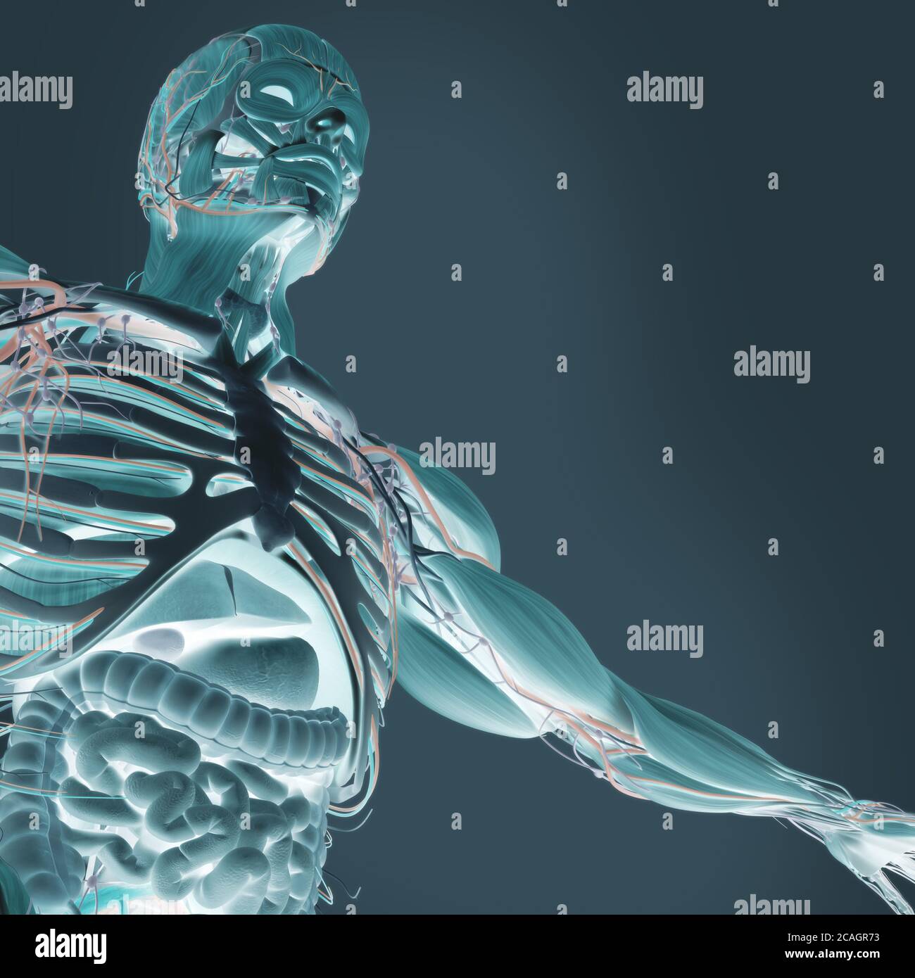 Human anatomy illustration of chest,torso,intestines, from low angle ...