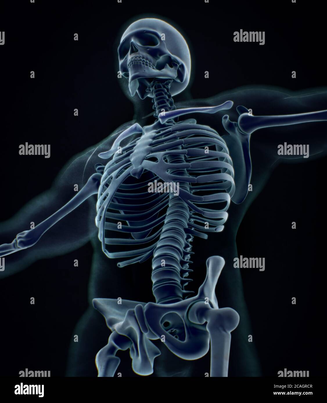 Collar bone xray. Human anatomy skeletal system. 3D illustration Stock Photo