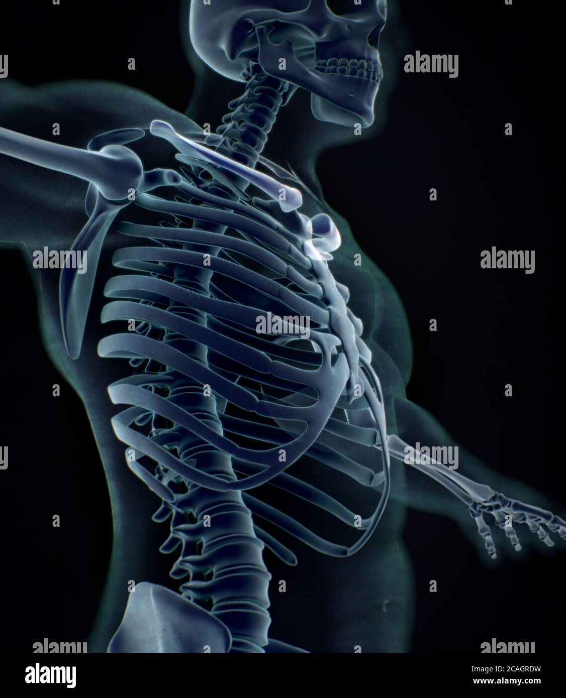 Collar bone xray. Human anatomy skeletal system. 3D illustration Stock Photo