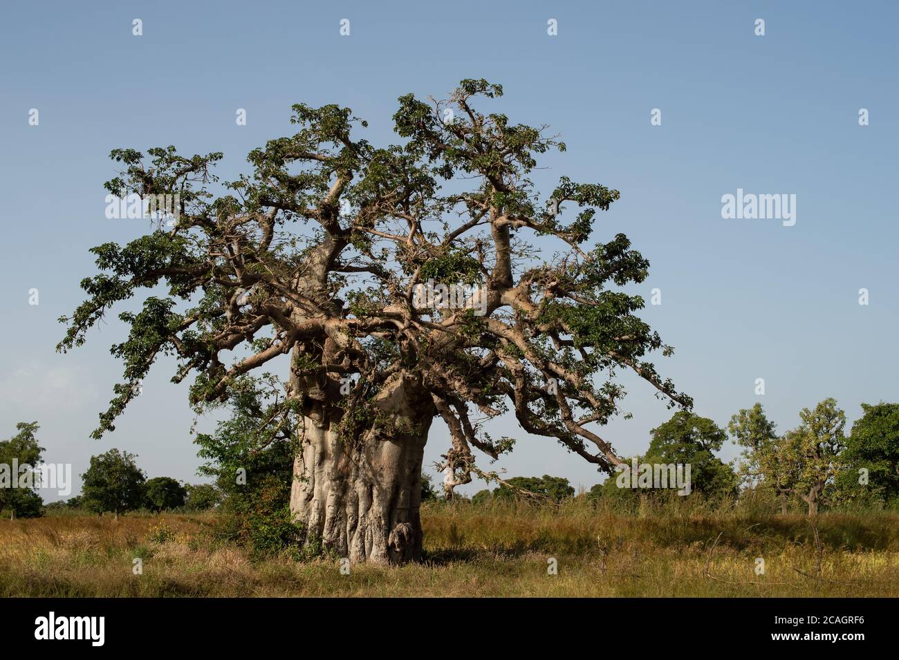 African baobab, dead-rat-tree, Adansonia digitata, Malvaceae, Burkina Faso, Africa Stock Photo