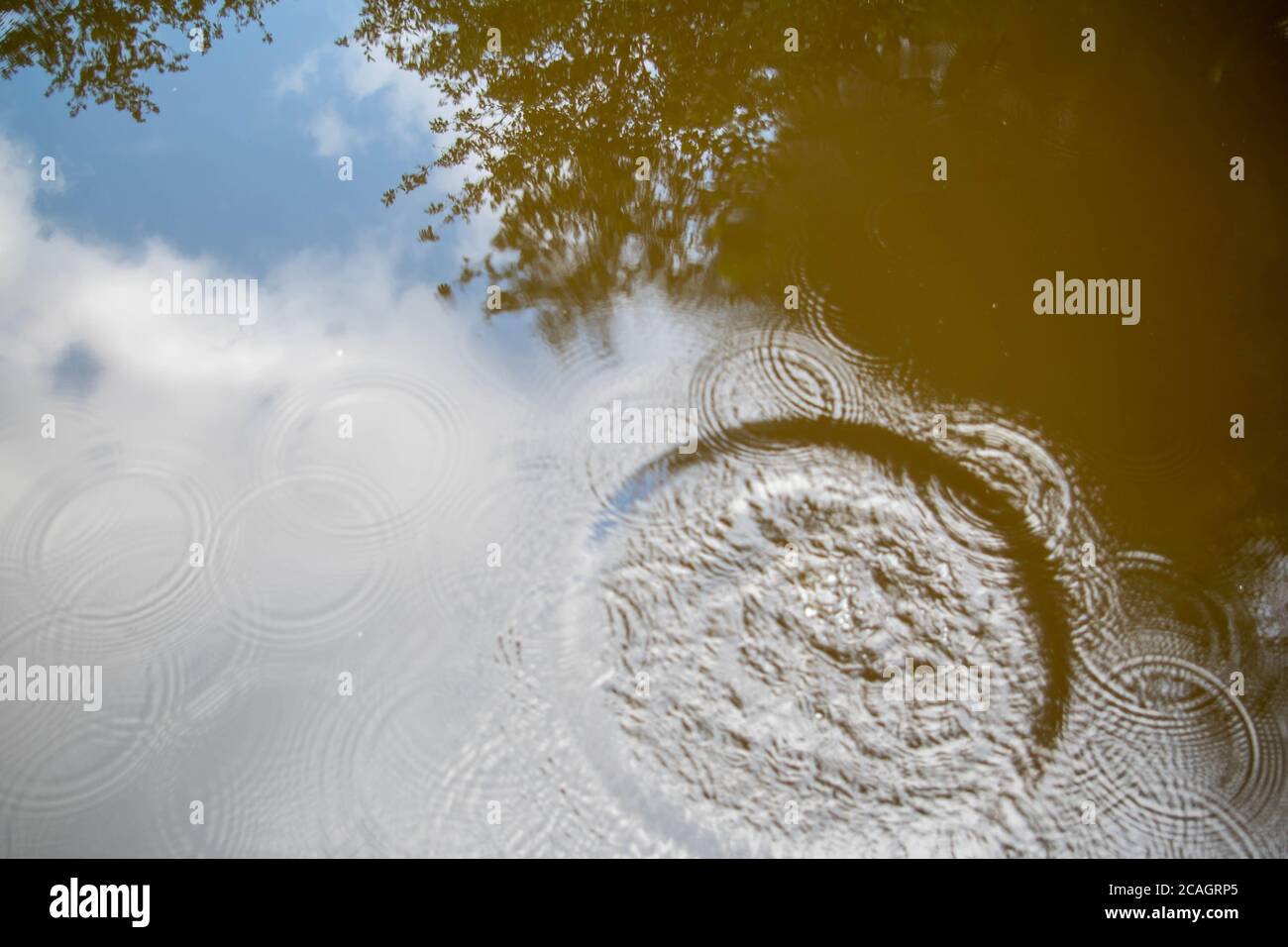 Surreal abstract close up of forest reflection in pond. Circular ripples cause a disturbance. Blue sky and leaves visible in water. Stock Photo