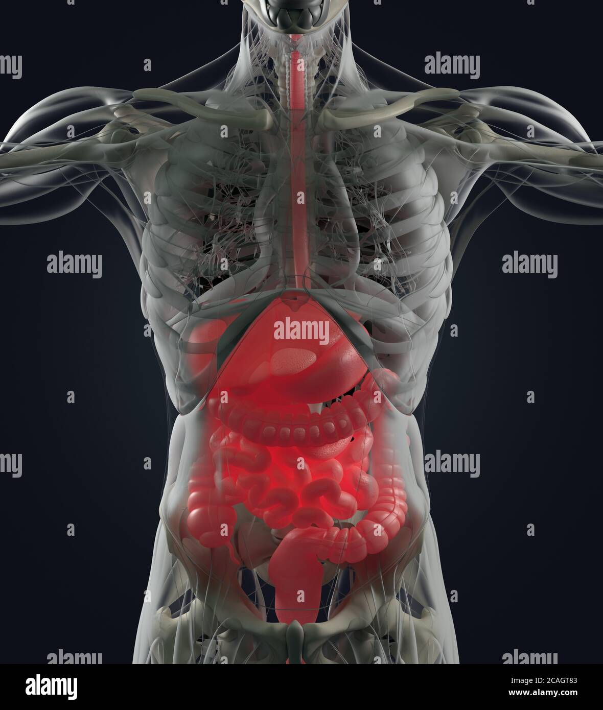 Digestive system, human anatomy, xray. 3d illustration Stock Photo Alamy