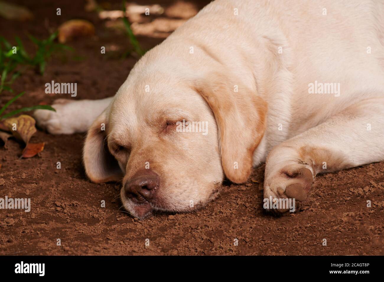 Cute labrador dog sleeping on ground with wide paws Stock Photo Alamy