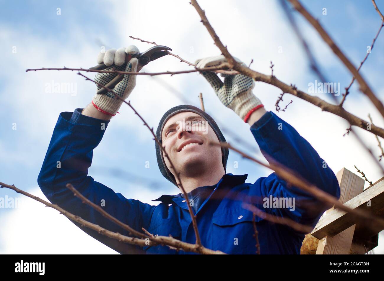 Man pruning apricot brunches with the pruner Stock Photo
