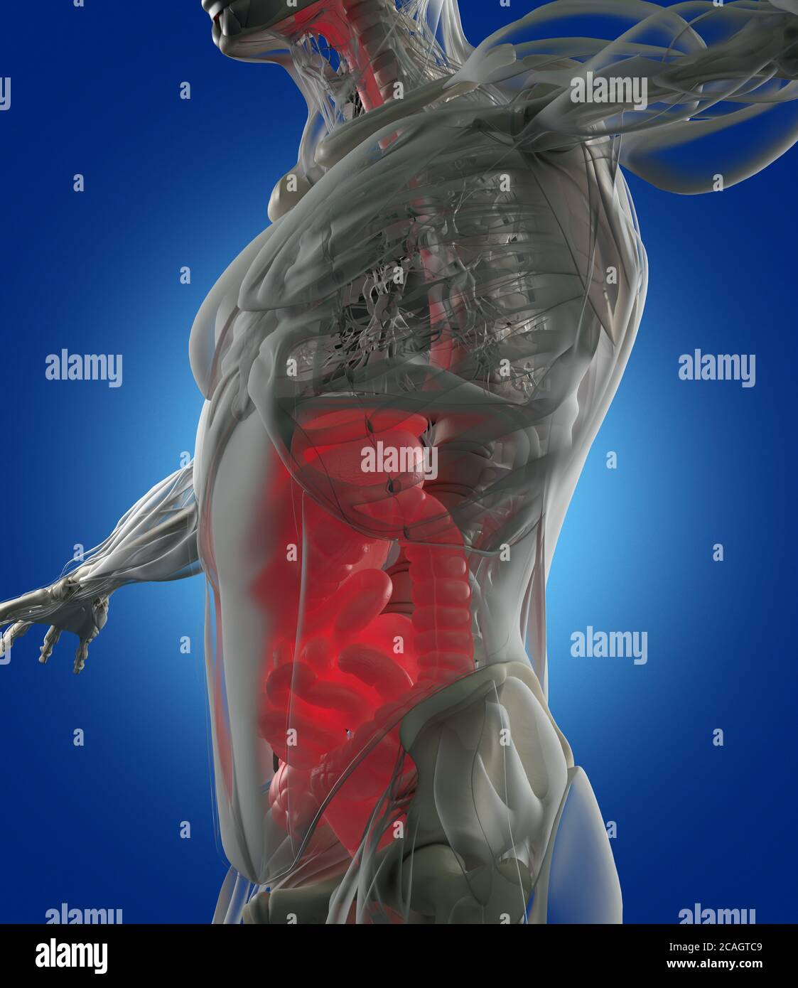 Digestive system, human anatomy, xray. 3d illustration Stock Photo Alamy