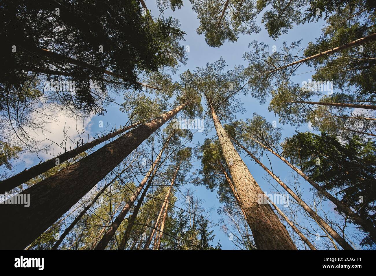 Tall pines tree on blue sky background from bottom view Stock Photo