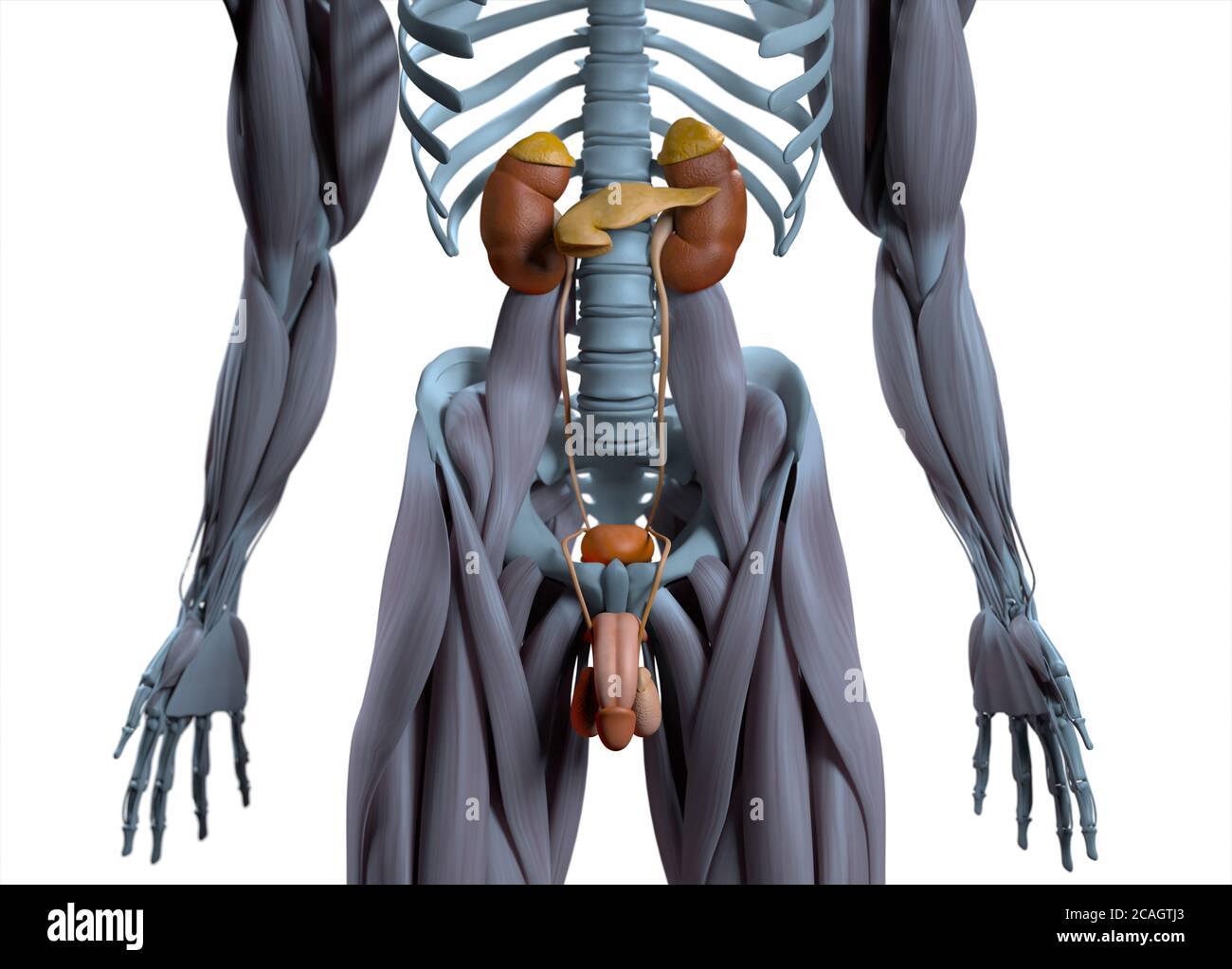 Human anatomy urinary system medical illustration. 3d illustration ...