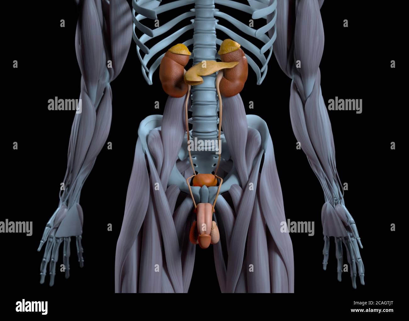 Human anatomy urinary system medical illustration. 3d illustration ...