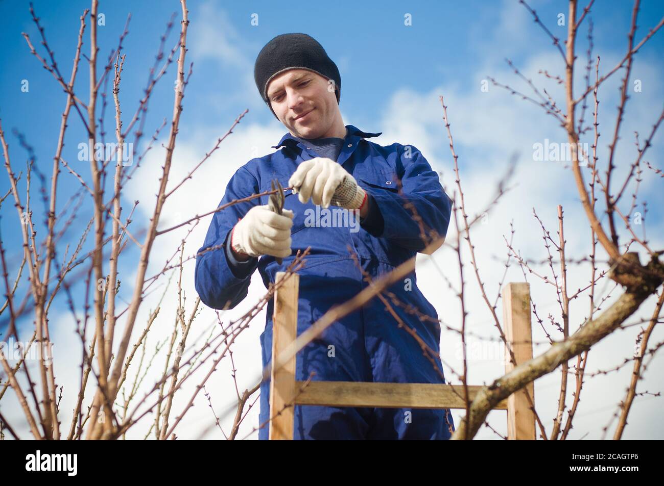 Gardener pruning apricot brunches using ladder Stock Photo