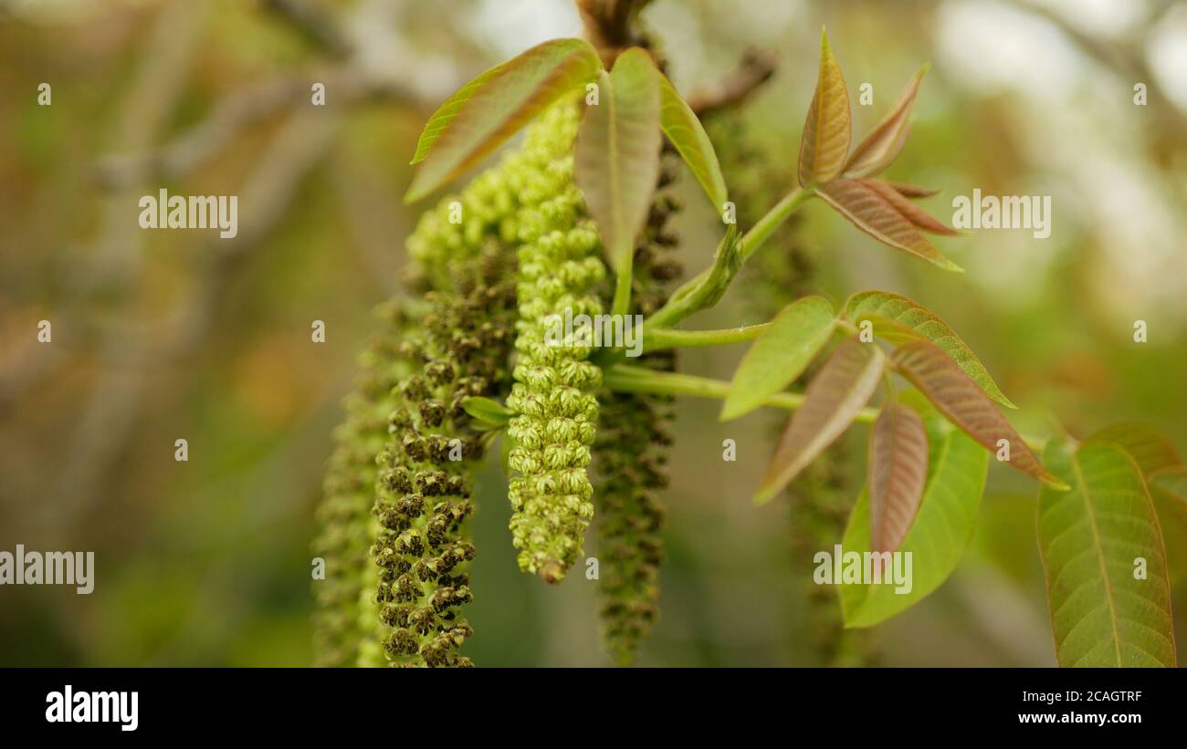 Walnut common Juglans regia catkins flowers tree close-up macro detail male green plant spring blooming and blossom leaves leaf in garden farm farming Stock Photo