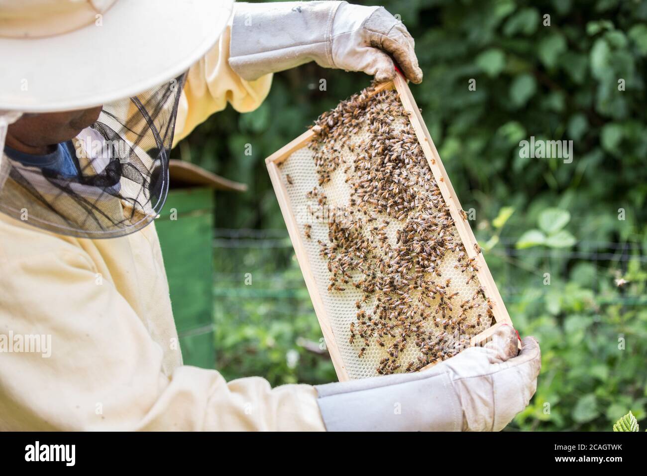Bamberg, Germany July 26th, 2020: Symbolic images - 2020 A beekeeper checks a honeycomb with his bee colony in Leesten near Bamberg. | usage worldwide Stock Photo