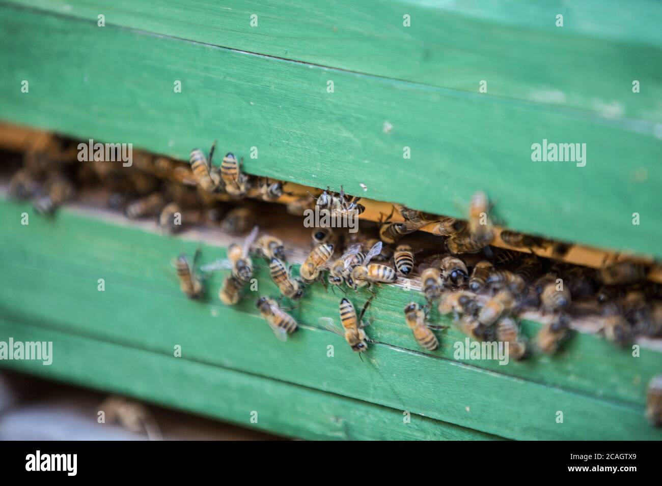 https://c8.alamy.com/comp/2CAGTX9/bamberg-germany-july-26th-2020-symbolic-pictures-2020-a-bee-colony-in-leesten-near-bamberg-at-the-bee-box-usage-worldwide-2CAGTX9.jpg